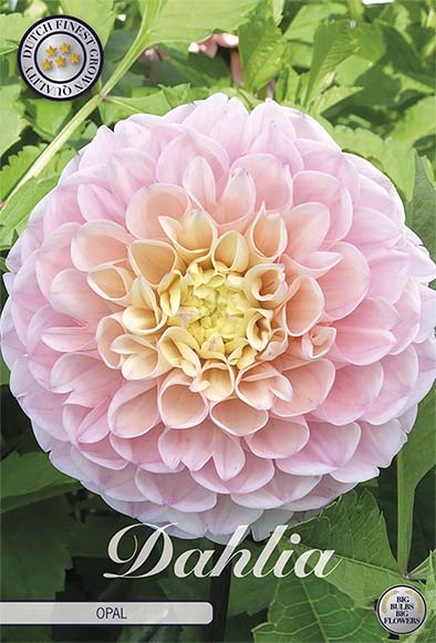 Dahlia Ball Opal 1-pakning NYHET