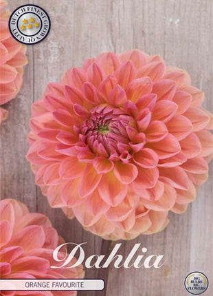 Dahlia Ball Orange Favorite 1-pakning NYHET