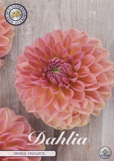 Dahlia Ball Orange Favorite 1-pakning NYHET