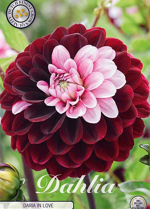 Dahlia Daria In Love Dekorativ 1-pakning NYHET