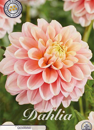 Dahlia Giovanna Dekorativ 1-pakning NYHET