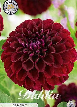 Dahlia Pompon Gipsy Night 1-pakning NYHET