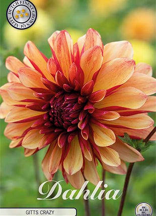 Dahlia Gitts Crazy Decorative 1-pakning NYHET