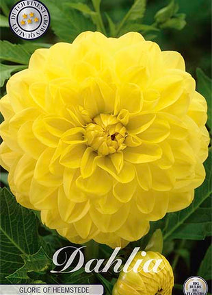 Dahlia Glorie of Heemstede Dekorativ 1-pakning