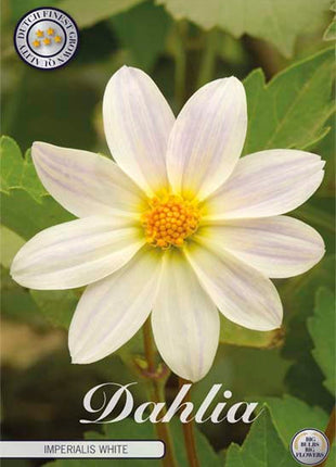 Dahlia Special Imperialis Hvit 1-pakning NYHET