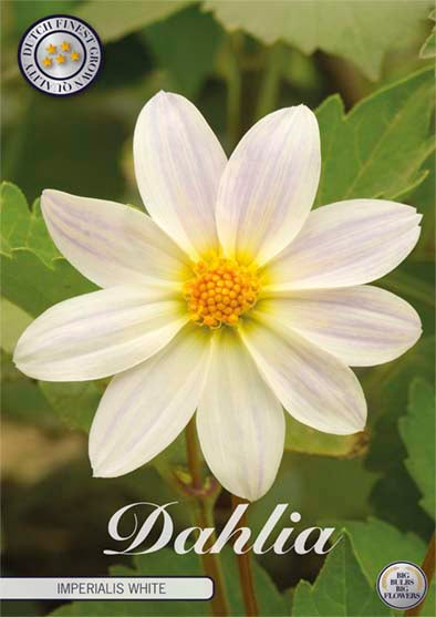 Dahlia Special Imperialis Hvit 1-pakning NYHET