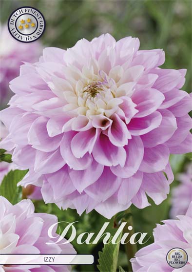 Dahlia Izzy Dekorativ 1-pakning NYHET