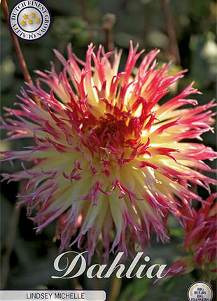 Dahlia Cactus Lindsey Michelle 1-pakning NYHET