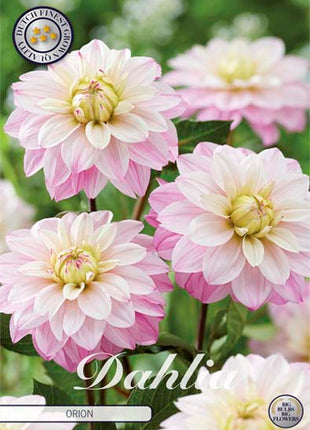 Dahlia Orion Dekorativ 1-pakning NYHET