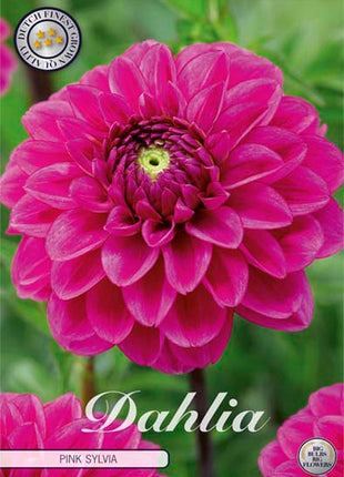 Dahlia Ball Rosa Sylvia 1-pakning NYHET