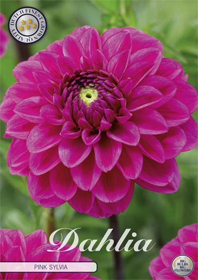 Dahlia Ball Rosa Sylvia 1-pakning NYHET