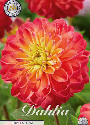 Dahlia Princess Erika Dekorativ 1-pakning NYHET