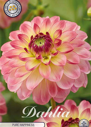 Dahlia Pure Happiness Dekorativ 1-pakning