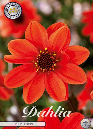 Dahlia Anemone Pulp Fiction 1-pakning NYHET