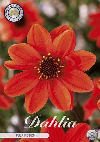 Dahlia Anemone Pulp Fiction 1-pakning NYHET