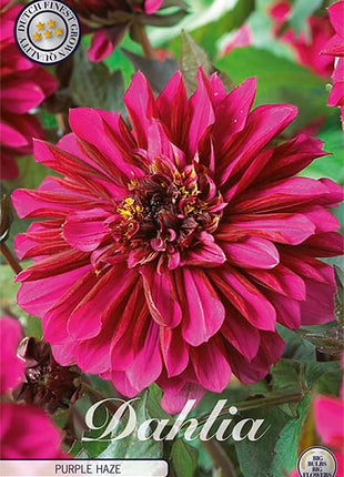 Dahlia Purple Haze Dekorativ 1-pakning NYHET