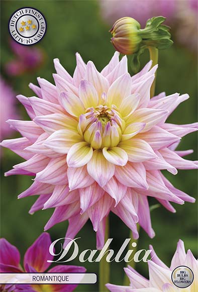 Dahlia Romantique Dekorativ 1-pakning NYHET