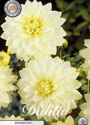 Dahlia Snowbound Dekorativ 1-pakning NYHET