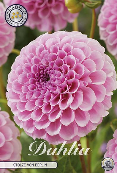 Dahlia Pompon Stolze von Berlin 1-pakning NYHET