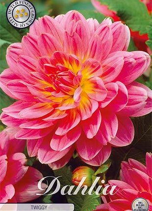 Dahlia Twiggy Dekorativ 1-pakning NYHET