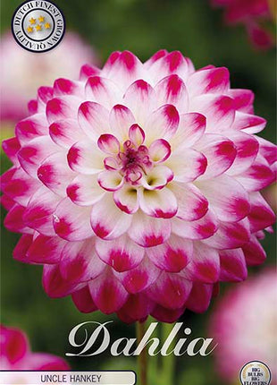 Dahlia Onkel Hankey Dekorativ 1-Pak NYHET