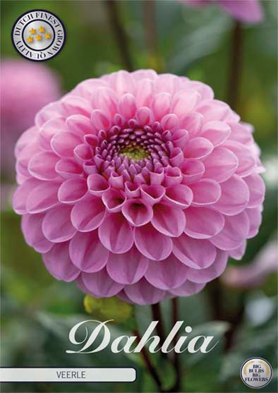 Dahlia Boll Veerle 1-pakk NYHET