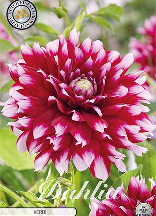 Dahlia Boll Verdi 1-pakning NYHET