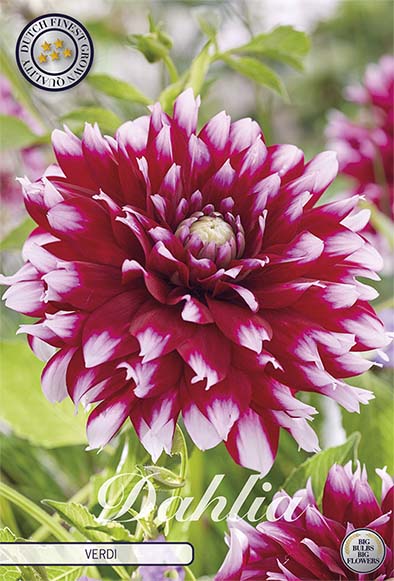 Dahlia Boll Verdi 1-pakning NYHET