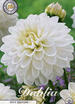 Dahlia White Phayenne Dekorativ 1-pakning NYHET