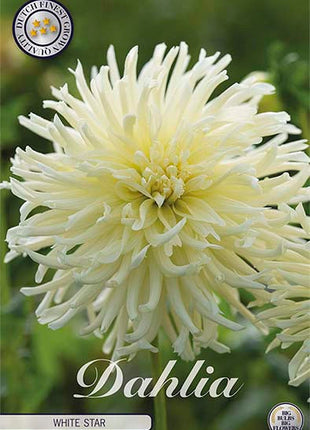 Dahlia Cactus White Star 1-pakning NYHET