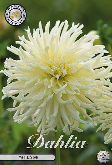 Dahlia Cactus White Star 1-pakning NYHET