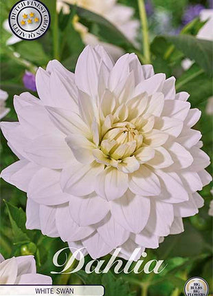 Dahlia White Swan Dekorativ 1-pakning NYHET