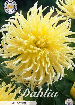 Dahlia Yellow Star Dekorativ 1-pakning NYHET