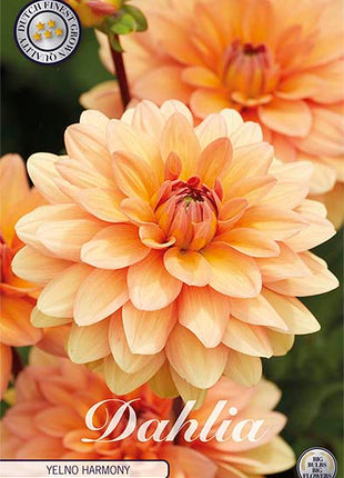 Dahlia Yelno Harmony Dekorativ 1-pakning NYHET