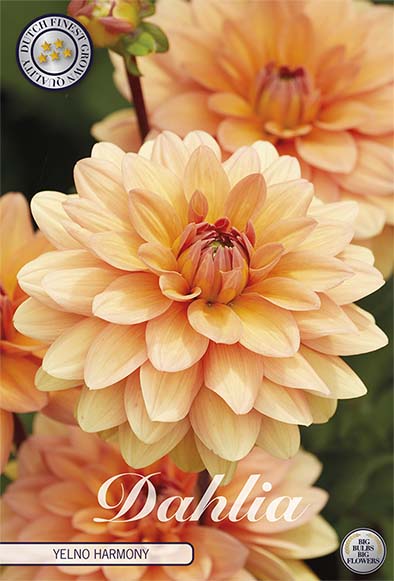 Dahlia Yelno Harmony Dekorativ 1-pakning NYHET