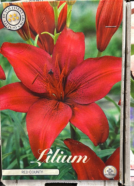 Lilium Red County NY 2-pakning