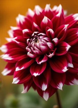 Dahlia Dekorativ 'Ariko' 1 förpackning