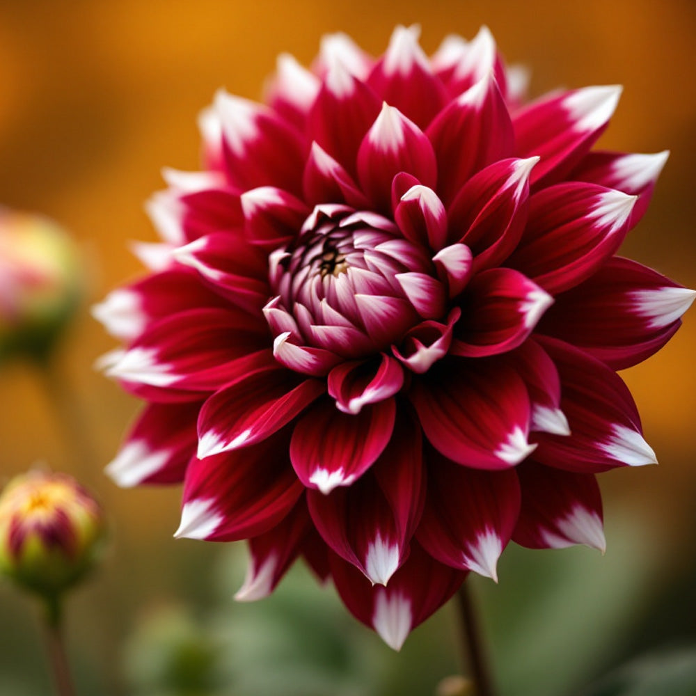 Dahlia Dekorativ 'Ariko' 1 förpackning