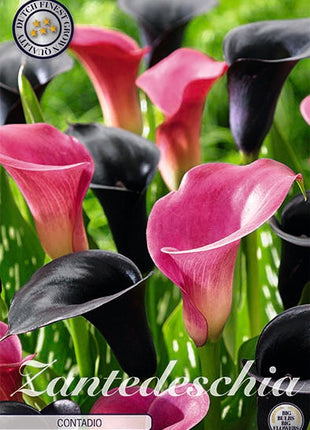 Zantedeschia Contadio 2-pakning