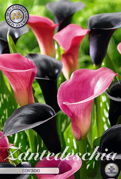 Zantedeschia Contadio 2-pakning