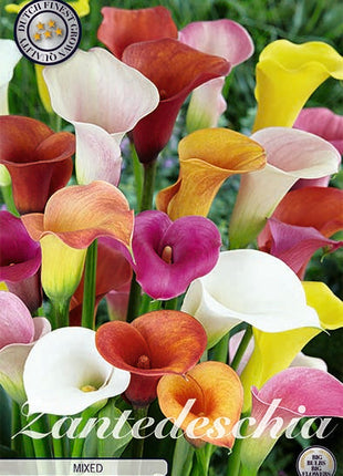 Zantedeschia Blandet 3-pakning