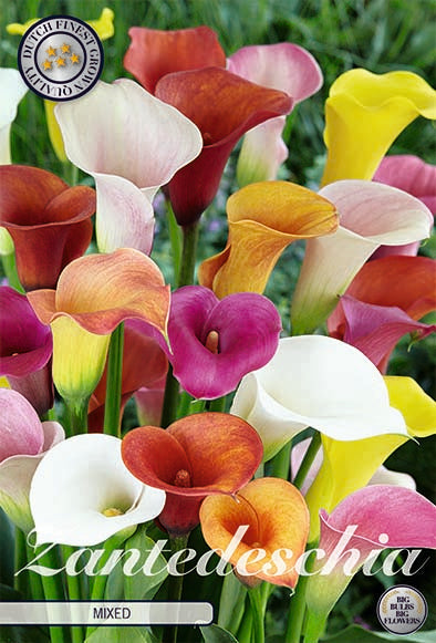 Zantedeschia Blandet 3-pakning