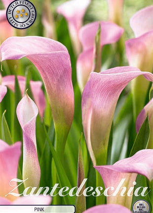 Zantedeschia Lys Rosa 1-pakning