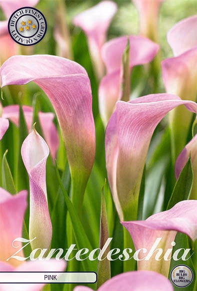 Zantedeschia Lys Rosa 1-pakning