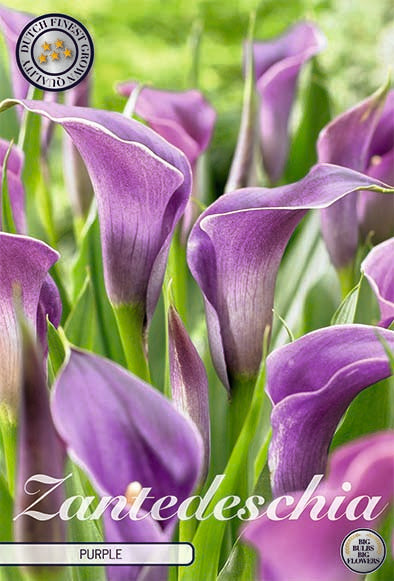 Zantedeschia Lilla 1-pakning