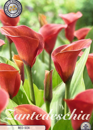 Zantedeschia Red Sox 1-pakk