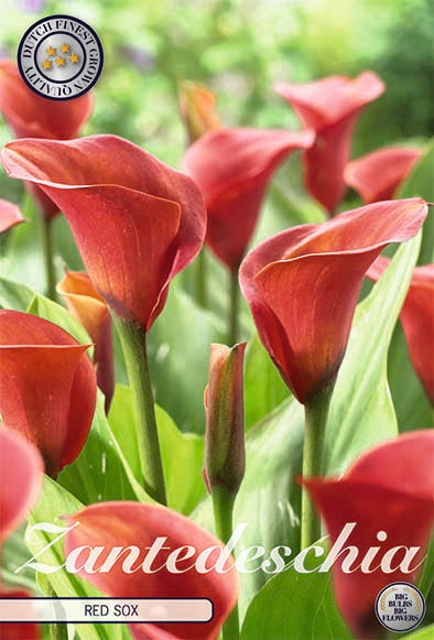 Zantedeschia Red Sox 1-pakk