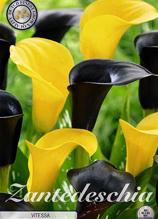 Zantedeschia Vitessa 2-pakning