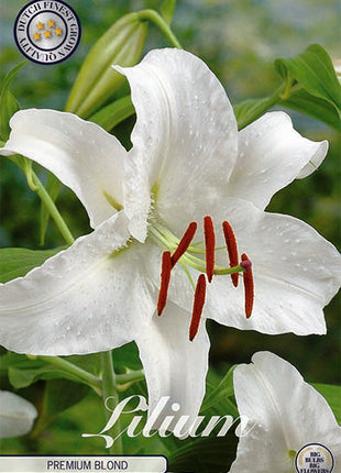 Orientalsk lilje-Lilium Premium Blond 2-pakning NYHET