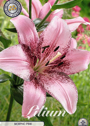 Oriental Lily-Lilium Oriental Morpho Rosa 2-pakning NYHET